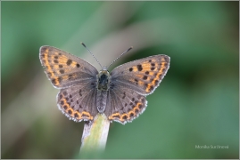 <p>OHNIVÁČEK ČERNOSKVRNNÝ - samička (Lycaena tityrus) Šluknovsko - Valdek ---- /Sooty copper - Brauner Feuerfalter/</p>